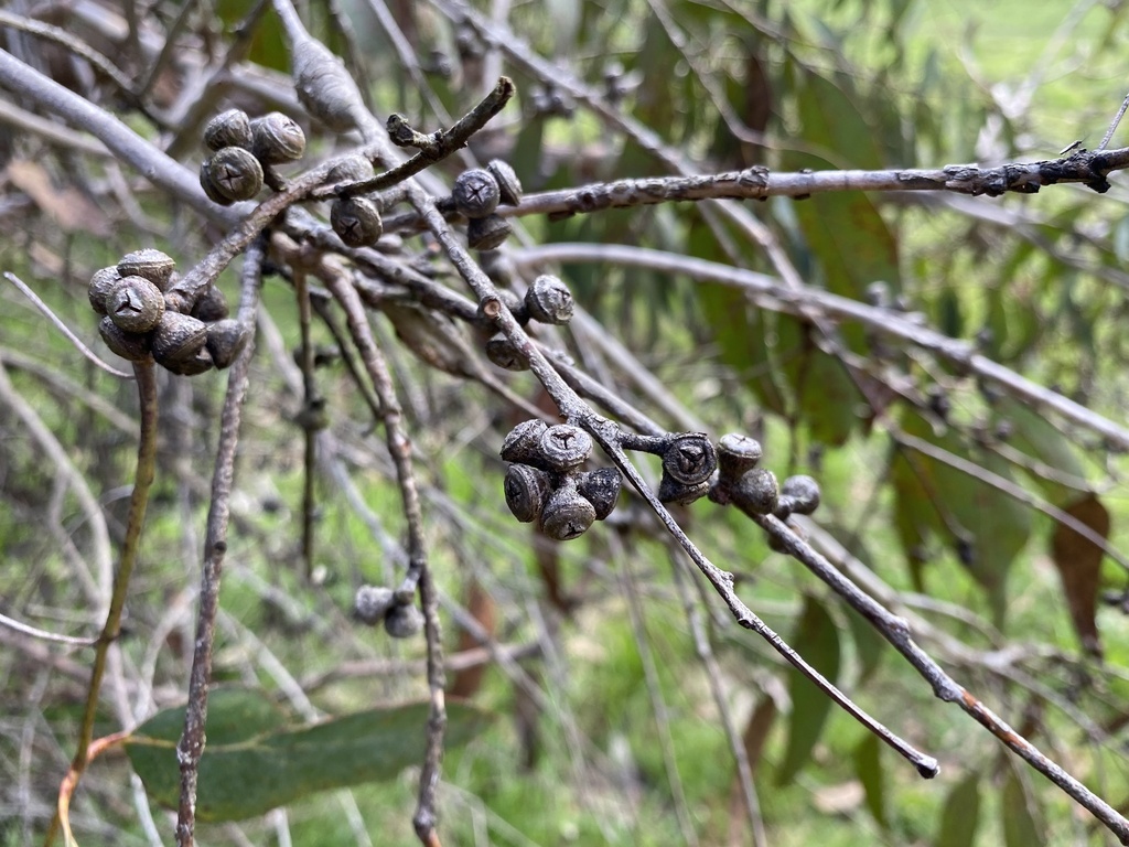 Mealy Stringybark from Chandler Ward, Yellingbo, VIC, AU on September ...