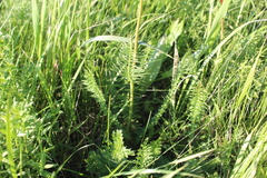 Filipendula vulgaris
