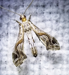 Lineodes integra
