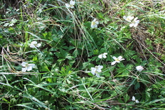 Anemonoides sylvestris