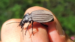 Carabus careniger
