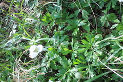 Anemonoides sylvestris