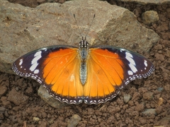 Hypolimnas misippus