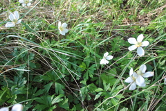 Anemonoides sylvestris