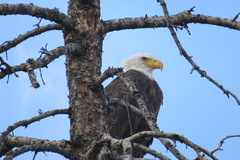 Haliaeetus leucocephalus washingtoniensis