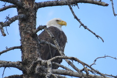 Haliaeetus leucocephalus washingtoniensis