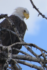 Haliaeetus leucocephalus washingtoniensis