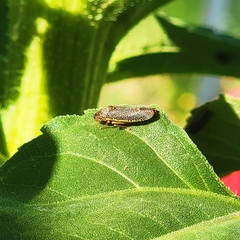 Paraulacizes irrorata