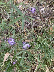 Glycine clandestina
