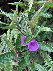 Melastoma septemnervium