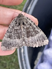 Mormo maura