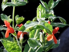 Erythranthe cardinalis