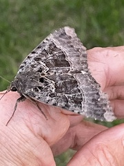 Mormo maura