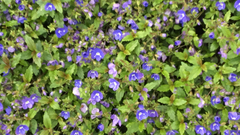 Veronica umbrosa