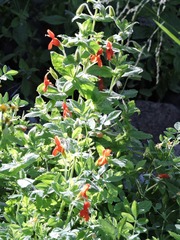 Erythranthe cardinalis