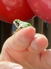 Hyla japonica