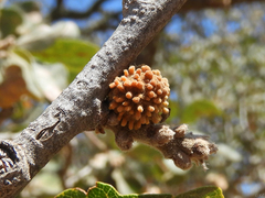 Burnettweldia corallina