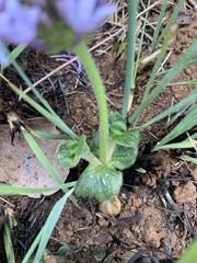 Pentanisia prunelloides