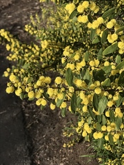 Acacia