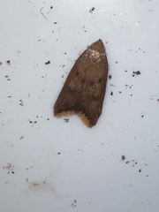 Tachystola acroxantha