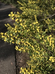 Acacia