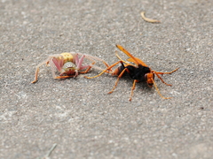 Cryptocheilus bicolor