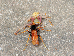 Cryptocheilus bicolor