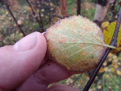 Betula
