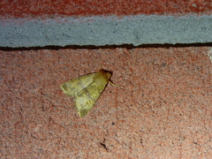 Eupsilia tristigmata