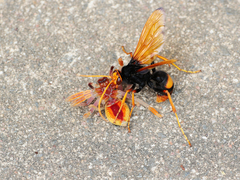 Cryptocheilus bicolor