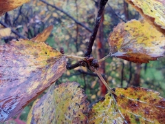 Betula