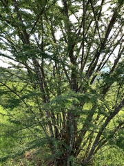Albizia lebbeck
