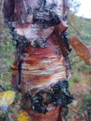 Betula