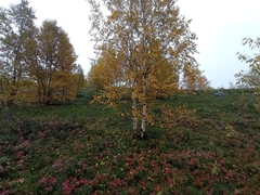 Betula