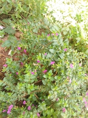 Cuphea hyssopifolia