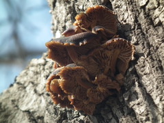 Flammulina