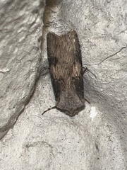 Agrotis puta