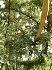 Albizia lebbeck