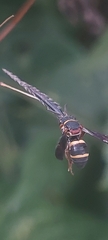 Epeolus bifasciatus