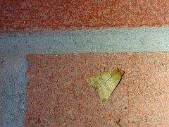 Eupsilia tristigmata