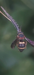 Epeolus bifasciatus