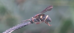 Epeolus bifasciatus