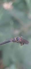 Epeolus bifasciatus