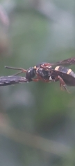 Epeolus bifasciatus