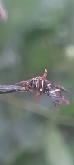 Epeolus bifasciatus
