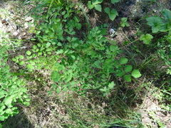 Thalictrum minus elatum