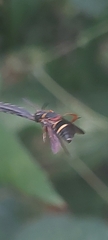 Epeolus bifasciatus