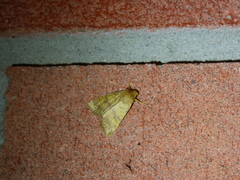 Eupsilia tristigmata