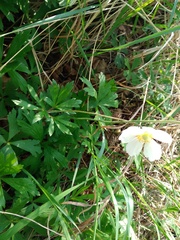 Anemonoides sylvestris