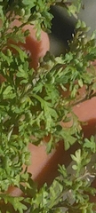 Lepidium didymum